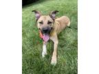 Adopt Murdoch a Tan/Yellow/Fawn Shepherd (Unknown Type) / Mixed dog in Atlanta