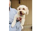 Adopt Prince aka Buddy a Shih Tzu dog in Windsor, CO (41400629)