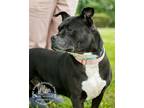 Adopt Wilma a Black American Pit Bull Terrier / Mixed dog in Newport