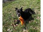 Adopt Wilma a Black American Pit Bull Terrier / Mixed dog in Newport