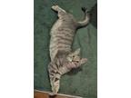Adopt Norrin Radd a Gray or Blue Domestic Shorthair / Mixed cat in Newport
