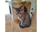 Adopt Murphy a Gray, Blue or Silver Tabby American Shorthair / Mixed (short