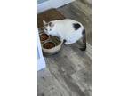 Adopt Willow a White (Mostly) Domestic Shorthair / Mixed (short coat) cat in