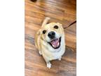 Adopt Bailey Local a Tan/Yellow/Fawn Beagle / Mixed Breed (Medium) / Mixed dog