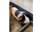 Adopt Nico a Black Guinea Pig / Guinea Pig / Mixed small animal in Irving