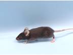 Adopt Darrick a Black Mouse / Mouse / Mixed (short coat) small animal in Golden