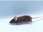 Adopt Darrick a Black Mouse / Mouse / Mixed small animal in Golden Valley