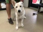 Adopt 55903956 a White Husky / Mixed dog in Fort Worth, TX (41443010)