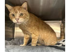 Adopt Simbi a Orange or Red Domestic Shorthair / Domestic Shorthair / Mixed cat