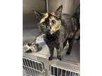 Adopt Agent Orange a All Black Domestic Shorthair / Domestic Shorthair / Mixed