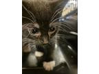 Adopt 55904074 a Tan or Fawn Domestic Shorthair / Domestic Shorthair / Mixed cat