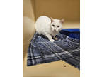 Adopt Punky a White Siamese / Domestic Shorthair / Mixed cat in South Abington
