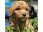 Mutt Puppy for sale in Gasport, NY, USA
