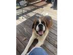 Adopt Beethoven a Brown/Chocolate - with White St. Bernard / Mixed dog in