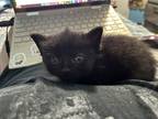 Adopt Morgana a All Black Domestic Mediumhair / Mixed (medium coat) cat in