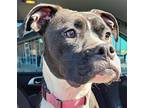 Adopt BLANCHE a Black - with White Boxer / Mixed dog in Grafton, OH (41407233)