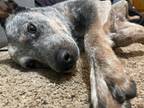 Adopt Ophelia a Gray/Blue/Silver/Salt & Pepper Australian Cattle Dog / Mixed dog
