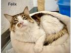 Adopt Felix a Domestic Mediumhair / Mixed cat in St. George, UT (41442320)