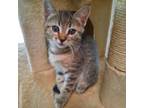 Adopt Quinn a Gray, Blue or Silver Tabby American Shorthair / Mixed (short coat)