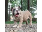 Bulldog Puppy for sale in Conroe, TX, USA