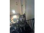 Adopt Thor a Black - with White Husky / German Shepherd Dog / Mixed dog in