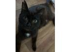Adopt Lulu a Black (Mostly) Domestic Mediumhair (medium coat) cat in Grand Bay
