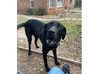 Adopt Ellis a Black - with White Labrador Retriever / Mixed dog in College