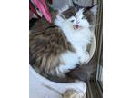 Adopt Kiki a Gray or Blue (Mostly) RagaMuffin / Mixed (long coat) cat in