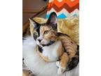 Adopt Cleo a Calico or Dilute Calico Calico / Mixed (short coat) cat in