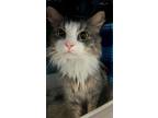 Adopt Zoey a Gray or Blue Domestic Longhair / Domestic Shorthair / Mixed cat in
