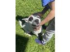 Adopt Loki a White Australian Cattle Dog / Mixed dog in Springfield