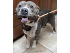 Adopt Max a Gray/Blue/Silver/Salt & Pepper Mixed Breed (Large) / Mixed dog in