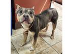 Adopt Lucina a Gray/Blue/Silver/Salt & Pepper Mixed Breed (Large) / Mixed dog in