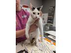 Adopt Monica a White Domestic Shorthair / Domestic Shorthair / Mixed cat in Palm
