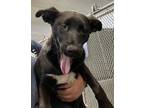 Adopt Loretta a Black Shepherd (Unknown Type) / Mixed Breed (Medium) / Mixed