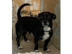 Adopt Sharky a Black Terrier (Unknown Type, Small) / Mixed dog in Madera