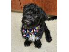 Adopt Megamind - IN FOSTER a Black Mixed Breed (Medium) / Mixed dog in Hamilton