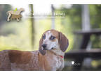 Adopt 72998a Glitter a Red/Golden/Orange/Chestnut Hound (Unknown Type) / Mixed