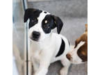 Adopt Lamb a Black Mixed Breed (Small) / Mixed dog in Atlanta, GA (41379347)
