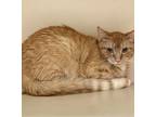 Adopt Fountain a Orange or Red Domestic Shorthair / Domestic Shorthair / Mixed