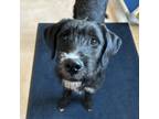 Adopt River a Brindle Poodle (Standard) / Boxer / Mixed (short coat) dog in