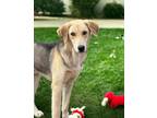 Adopt Buddy a Tan/Yellow/Fawn Mixed Breed (Large) / Mixed dog in Hopkinton