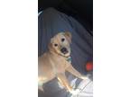 Adopt Tallula a Tan/Yellow/Fawn Golden Retriever / Labrador Retriever / Mixed