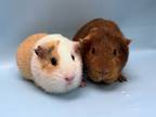 Adopt Yuki a Brown or Chocolate Guinea Pig / Mixed small animal in Coon Rapids