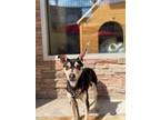 Adopt Rivur a Mixed Breed (Medium) / Mixed dog in Thousand Oaks, CA (41442665)