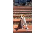 Adopt Reggie a Mixed Breed (Medium) / Mixed dog in Thousand Oaks, CA (41442664)