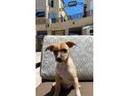 Adopt Pinky a Mixed Breed (Medium) / Mixed dog in Thousand Oaks, CA (41442663)