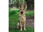 Adopt Big a Brown/Chocolate German Shepherd Dog dog in Kelowna, BC (41027084)