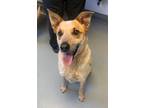 Adopt Woody a Australian Cattle Dog / Mixed dog in Barron, WI (41384762)