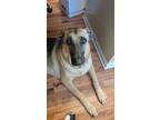 Adopt Pepper a Tan/Yellow/Fawn - with Black German Shepherd Dog / Mixed dog in